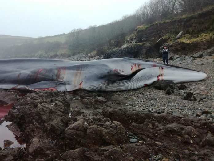 Une baleine échouée meurt en Cornouailles (détail)