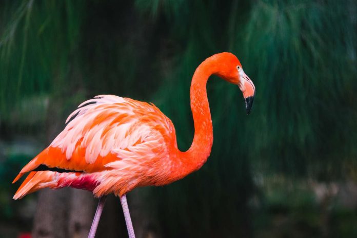 Créez une image réaliste d’un flamant rose debout dans l’océan Arctique