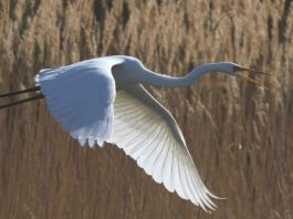 Quels sont les schémas de vol courants des oiseaux et pourquoi le font-ils ?