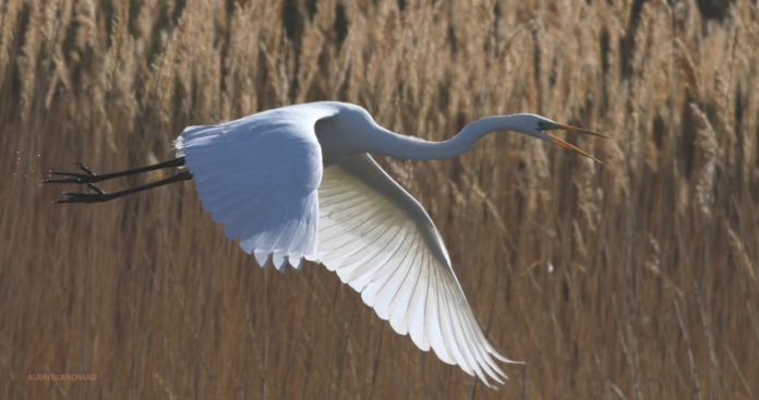 Quels sont les schémas de vol courants des oiseaux et pourquoi le font-ils ?