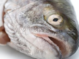 Quelles sont les espèces de poissons ne contenant pas ou peu de mercure à privilégier ?