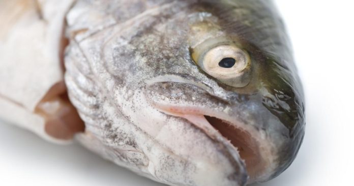 Quelles sont les espèces de poissons ne contenant pas ou peu de mercure à privilégier ?