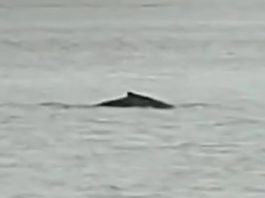 Une baleine à bosse aperçue dans la Seine : explications et inquiétudes