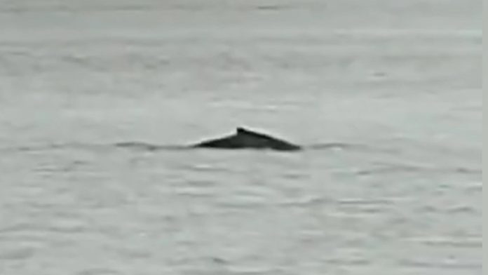 Une baleine à bosse aperçue dans la Seine : explications et inquiétudes