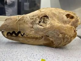 Une découverte macabre pourrait bien ramener à la vie le tigre de Tasmanie