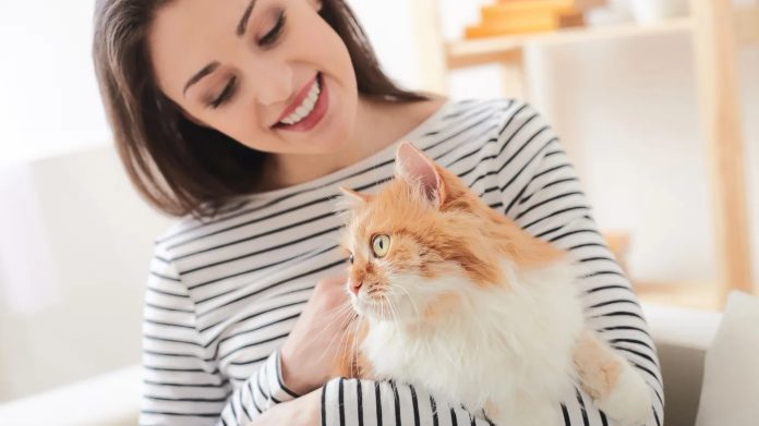 Quelle est l’espérance de vie réelle d’un chat domestique ?